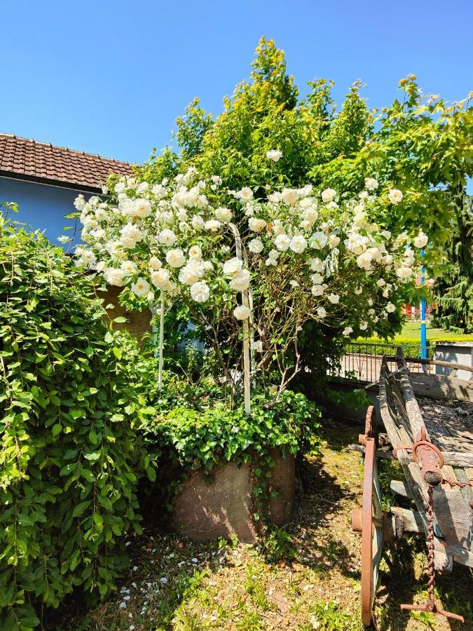 Вілла Au Coeur De L'Alsace Eschau Екстер'єр фото